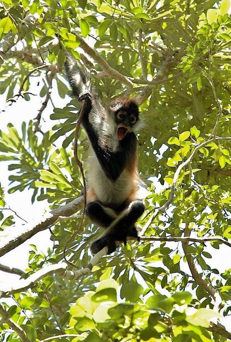 Monkey Sanctuary