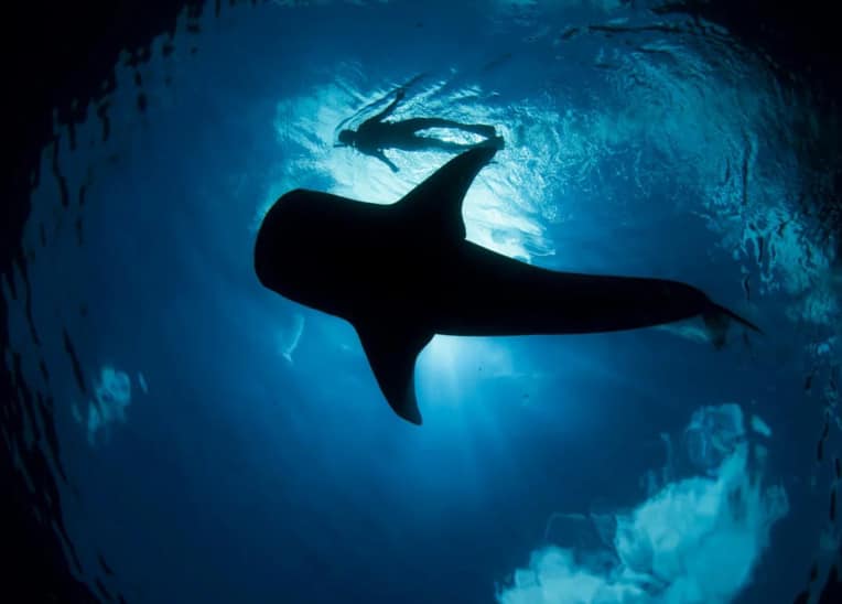 Whale Shark