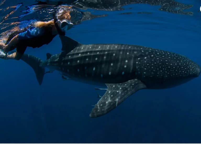 Whale Shark 1