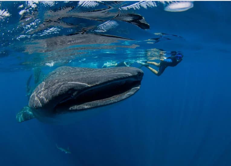 Whale Shark 3