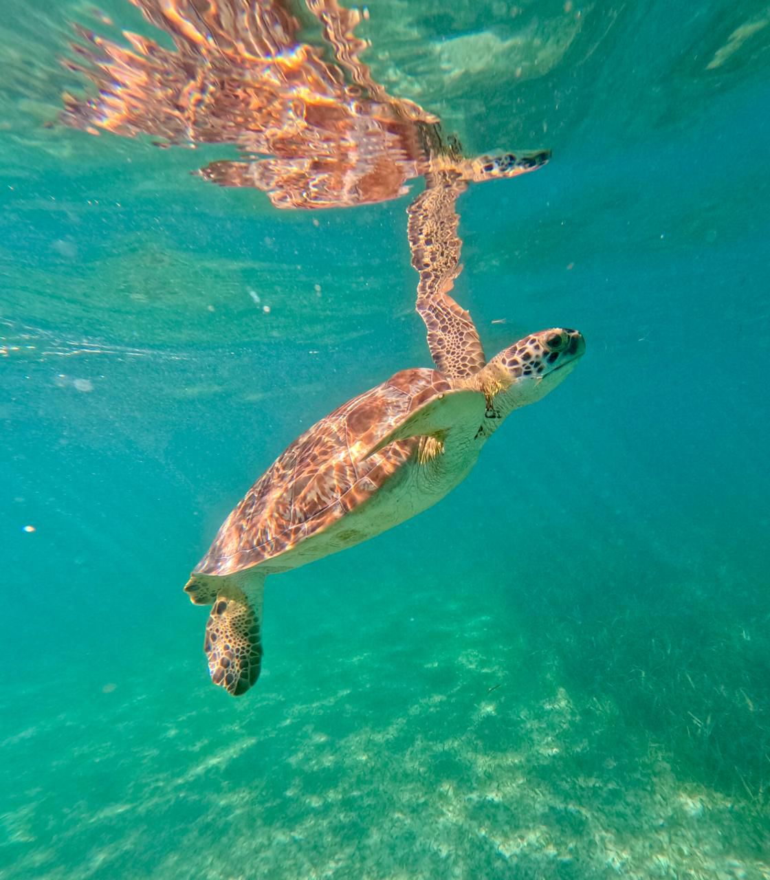 Turtles & Sacred Cenote